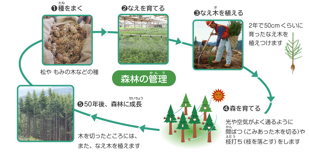 画像森林管理