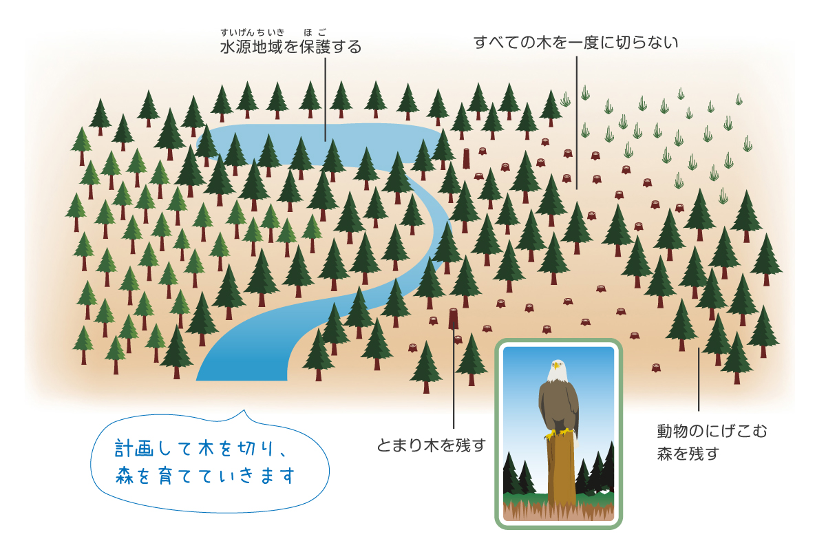 画像計画的な伐採の説明図
