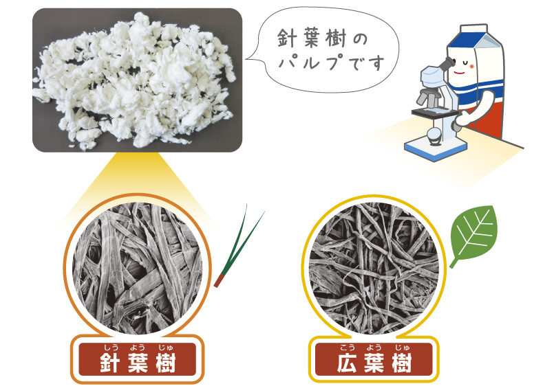 画像針葉樹と広葉樹パルプの顕微鏡写真