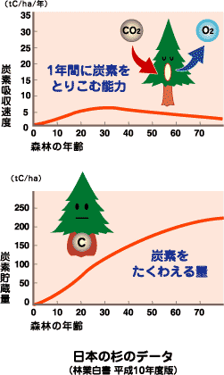 日本の杉のデータイラスト